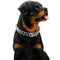✨ Dear Doggo Chain - Premium Quality Dog Accessories