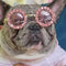 🕶️ Sunnysniff Doggo Bold Sunglasses