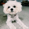 Designer Bow Tie Collar Leash Redux Set