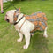 High Quality Dog Dusty Dress