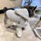 Grey Dog Sweaters With Timeless Hoody