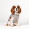 PAWSMOMENT Reversible Micro Plaid Vest