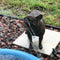 Dog Summer Splash Sprinkler Pad