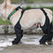 Orthopedic Support Dog Boots