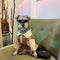 G Sauce Pup Hoodie