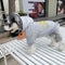 Script Super Pup Hoodie