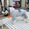 Graphic Rare Dog Hoodie