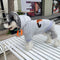 Graphic Rare Puppy Hoodie