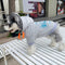 Graphic Mega Canine Hoodie