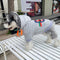 Red Blue Dog Hoodie