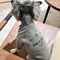 Luxury Dog Lit Apparel