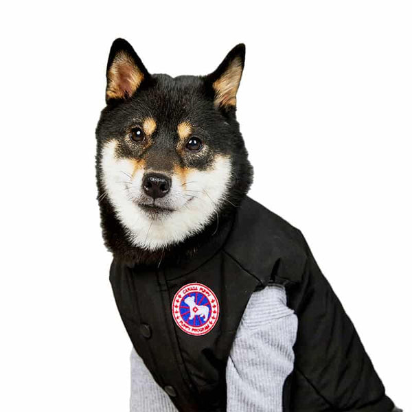 Black Puffer Jacket Dog Fresh Coat