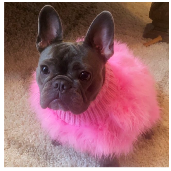 Plush Posh Pup Soft Cozy Golden Sweater