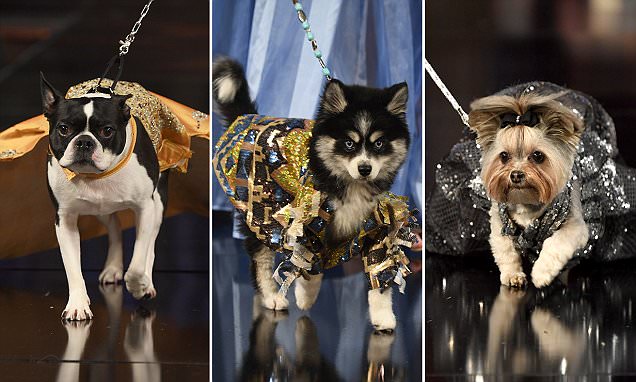 Will Hype Beast Dog Fashion Soon Take Over Fashion Week?