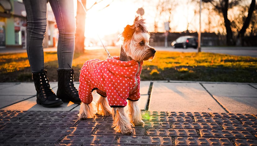 Benefits of clothing your dog