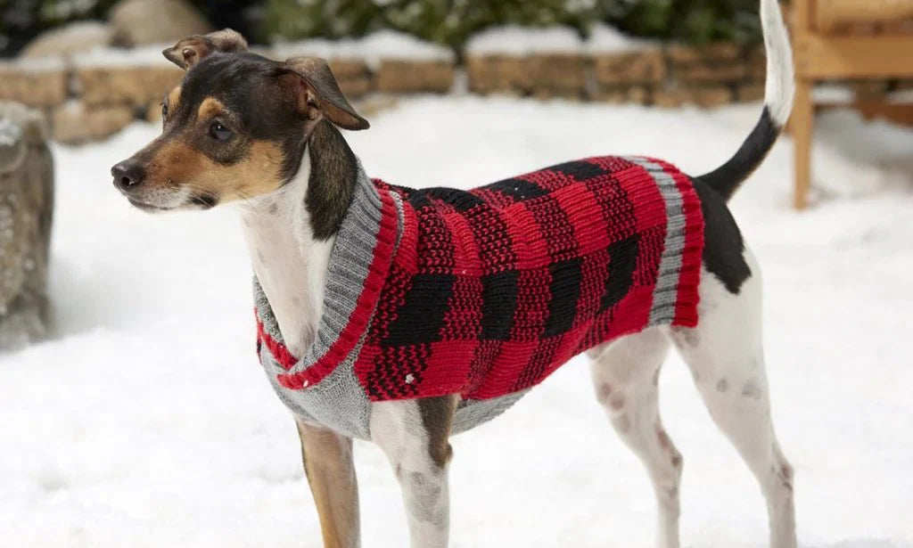 Is it okay for dogs to wear clothes all day?