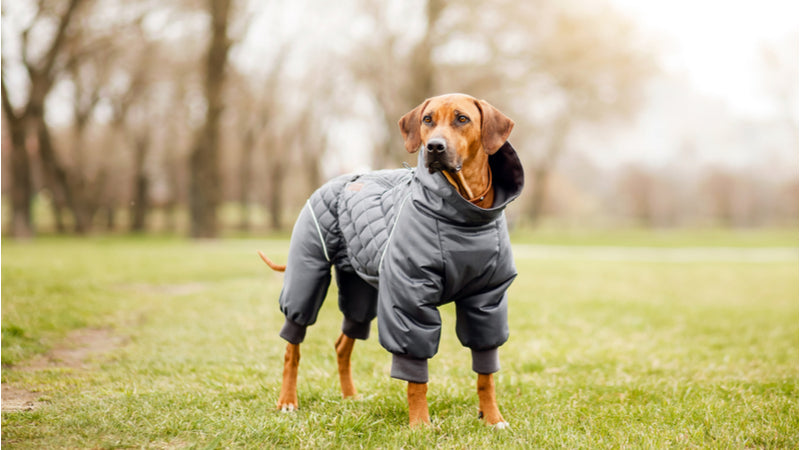 Should I Buy Clothes for My Dog?