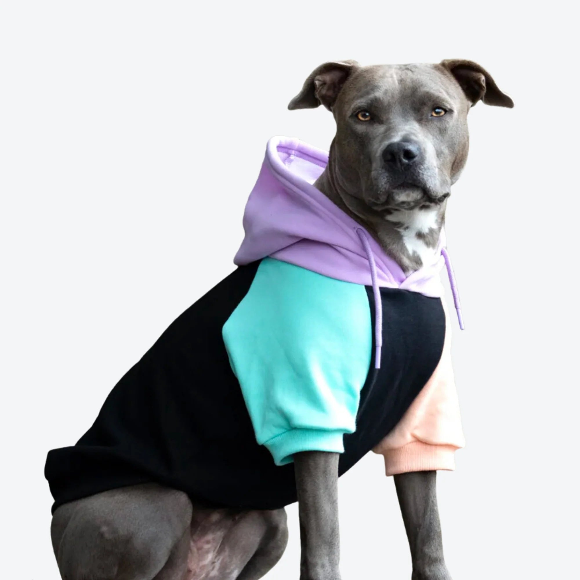 Do Dogs Find Clothes Uncomfortable?