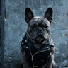 PAWSMOMENT Rebel Rider Moto Vest