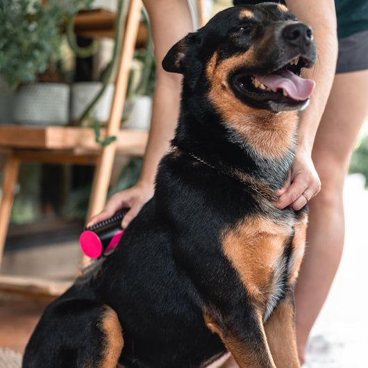 Dog And Cat In Professional FF Silkybrush