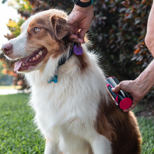 Dog And Cat In Professional FF Silkybrush