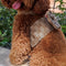 Pomy Bow Fire Harness