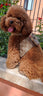 Pomy Bow Fire Harness