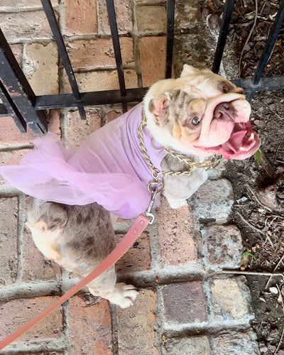 DD Crystal Tutu Posh Dress