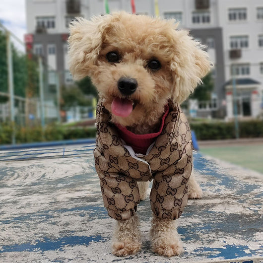 GG Sparkling Hound Wrap Dusty Jacket