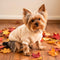 PAWSMOMENT Fleece Sweater