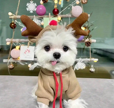 Cuty Reindeer Amped Sweater