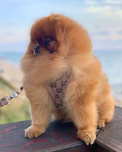 GG Harness & Leash Fire Set