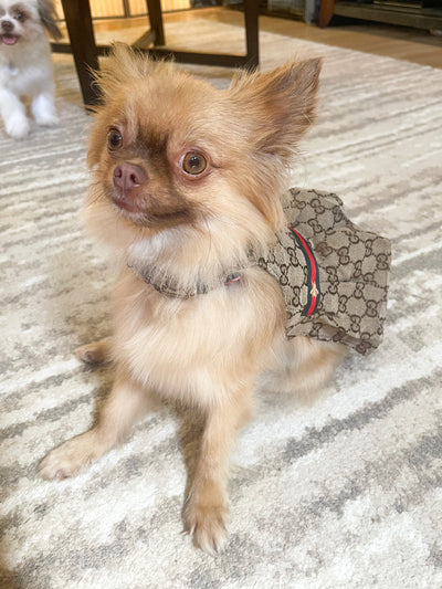 GG Harness Crisp Dress