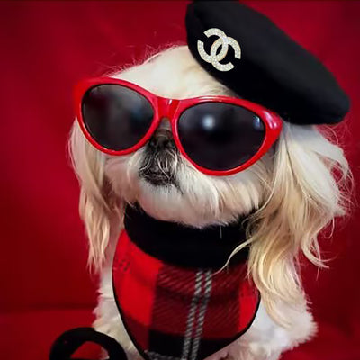 CC Doggo Stylish Banger Cap