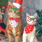 🕶️ Chirtsmas Decorative Doggo Party Rawcut Sunglasses