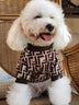 🧶 Big Dog Frosty Day Sweater