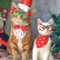 🕶️ Chirtsmas Decorative Doggo Party Rawcut Sunglasses