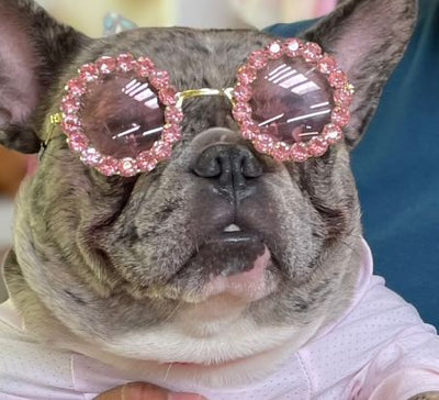 Sunnysniff Doggo Bold Sunglasses