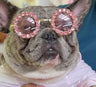 🕶️ Sunnysniff Doggo Bold Sunglasses