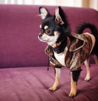 GG Fashionable Doggo Hooded Throwie Jacket