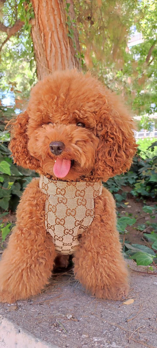 Pomy Bow Fire Harness