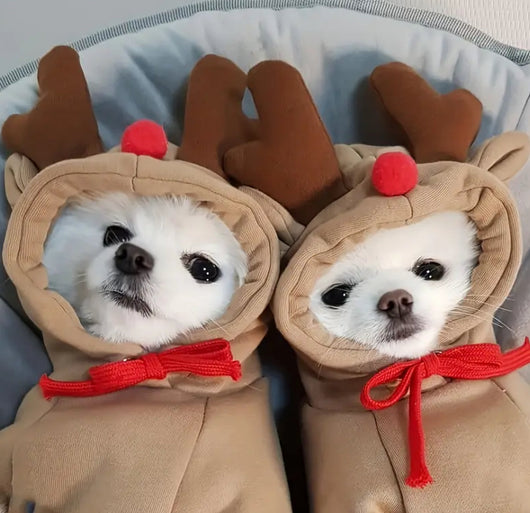 Cuty Reindeer Amped Sweater