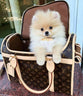Loula Viral Bag