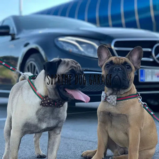 GG Bow Tie Collar Leash Redux Set
