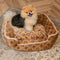 🛏️ Soft Dog Adorable Bed