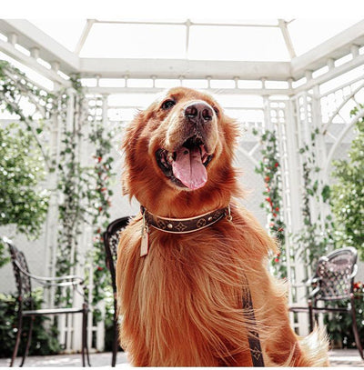 Amelia Dog Collar & Backspin Leash