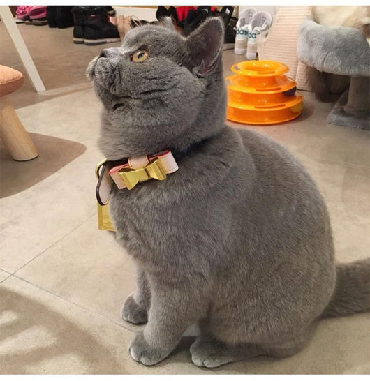 Bow Amelia Only Rawcut Luxury Genuine Collar