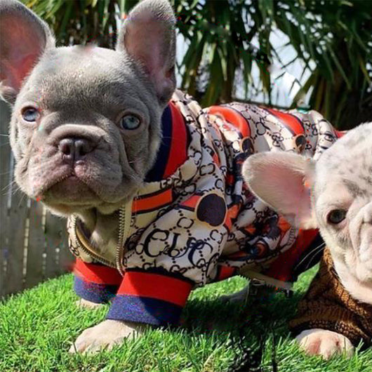 GG Monogram Print Edgy Jacket