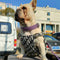 🐕 Timeless Tailored Dog Prime Harness