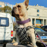 🐕 Timeless Tailored Dog Prime Harness